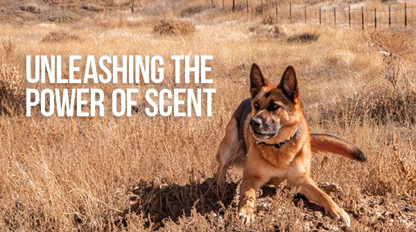 Unleashing the Power of Scent