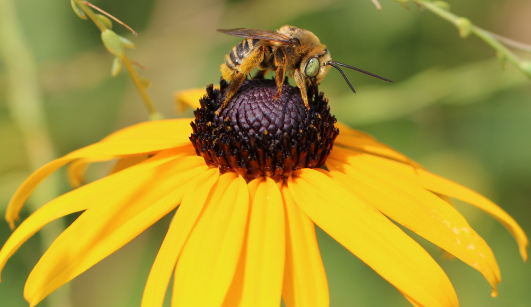 Colorado Mesa University Becomes an Affiliate of Bee Campus USA